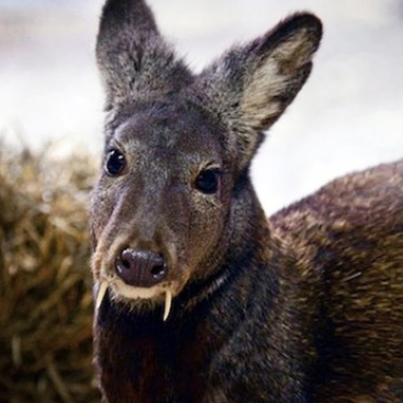 look, this deer has fangs! - Picture 1 of 1